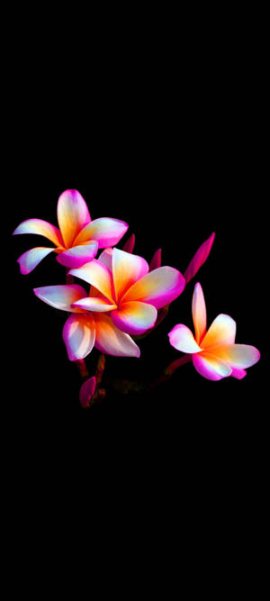 Smuk Plumeria Blomst Mobil — 1440x3200 Wallpapers