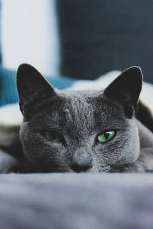 Russisk blå kat billeder — Honor Pad GT2 Pro Wallpapers