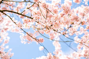 Smukke billeder — Smuk solnedgang Wallpapers