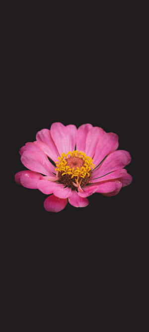 Sort Og Lyserød Blomst — ZTE Axon 60 Lite Wallpapers