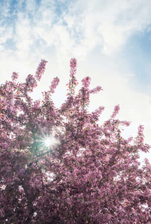 Smukke blomstrende træer om foråret — iPad Pro 11 Wallpapers