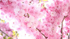 Smukke lyserøde forårsblomster tapet