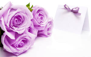 Smukke lyslilla roser — Blomster æstetik Wallpapers