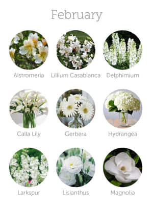 Smukt Februar iPhone Tapet — Kindle Wallpapers