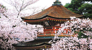 Japan billeder — Japan GIF Wallpapers
