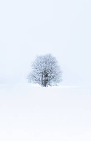Forhåndsvisning tapet træ, sne, vinter, minimalisme, hvid — Honor MagicPad4 Wallpapers