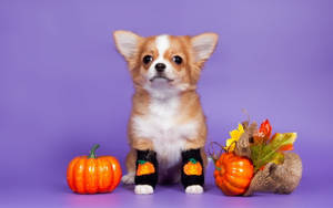 Sød æstetisk Halloween-hund — Sød æstetisk halloween Wallpapers
