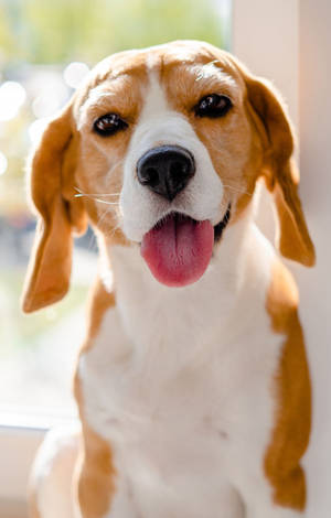 Sød beaglehund med tungen ud — RedMagic Tablet Wallpapers