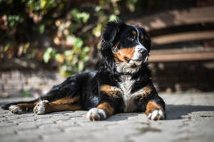 Sød Berner Sennen Hund Under Solen — Sød hund Wallpapers