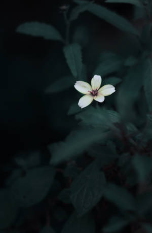 Sød blomst mørkegrøn æstetik tapet — Honor MagicPad4 Wallpapers