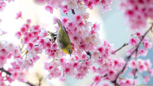 Sød forårsfugl i sakura