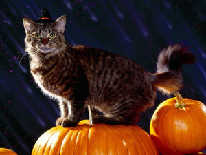 Sød Halloween-tabbykat tapet. — Sød Halloween Wallpapers
