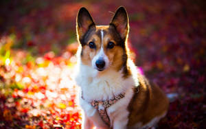 Sød hund farverige blade — Sød hund Wallpapers