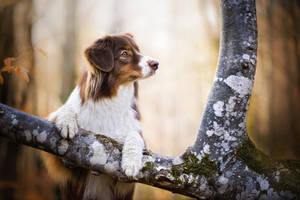 Sød hund klatrer i træ — Sød hund Wallpapers