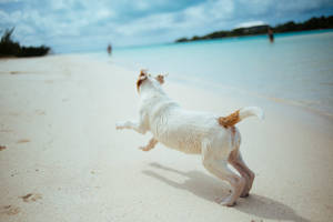 Sød hund løber på strandbredden — Sød hund Wallpapers