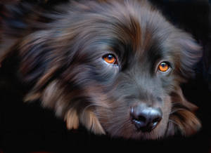 Sød hund med orange øjne — Sød hund Wallpapers