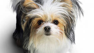 Sød hund med tre farver Terrier — Sød hund Wallpapers