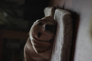Sød hund på hvid pude — Sød hund Wallpapers