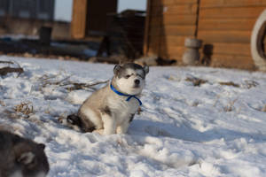 Sød husky med blå halsbånd — Sød blå Wallpapers