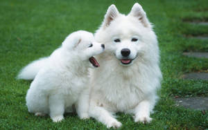 Sød hvalp af racen Alaskan Malamute — Sød hvalp Wallpapers
