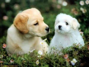 Sød hvalp og brun golden retriever — Sød hvalp Wallpapers