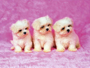 Tre søde Shih Tzu-hvalpe — Sød hvalp Wallpapers