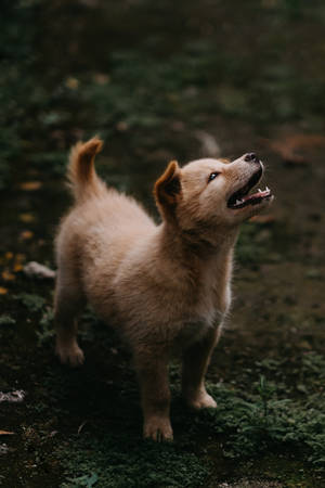 Sød Jindo-hund på græs — Sød hund Wallpapers