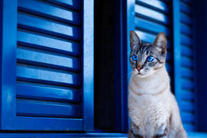 Sød kat blå skodder — Sød blå Wallpapers