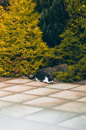 Sød kat sover nær buske — Sød kat GIF Wallpapers
