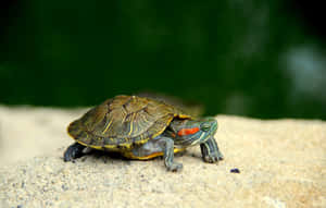 Sød og nuttet skildpadde — MacBook Pro 16 Wallpapers