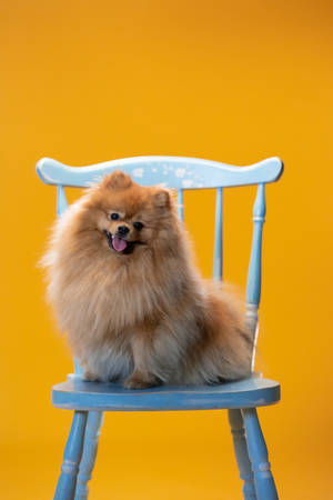Sød Pomeranian på blå stol — Sød blå Wallpapers