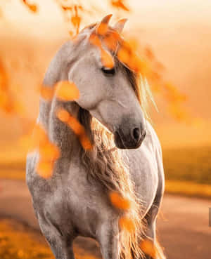 Nuttet hest billeder — Sød hest Wallpapers
