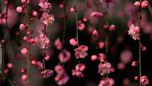 Søde forårsblomstrende ranker