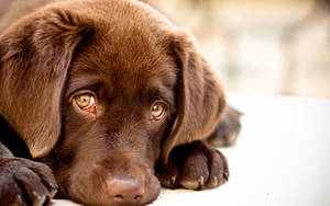 Søde hundehvalpeøjne — Sød hund Wallpapers
