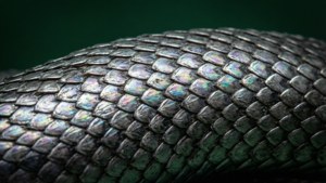 Indviklet makro af Slytherin-slangeskæl. — Slytherin æstetik Wallpapers