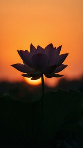 Minimalistisk silhuet af en lotus ved solopgang med orange himmel. — iPhone 8 Plus Wallpapers