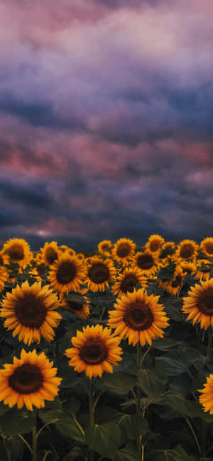 Solblomst Baggrund — Xperia 1 Wallpapers
