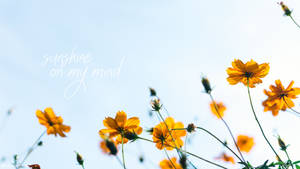 Sommeræstetik Solskinsblomst Citat tapet — Pro Display XDR Wallpapers
