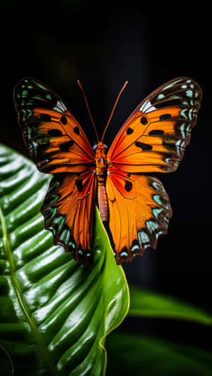 Naturbilleder, Dyr, Natur 4k, Insekt, Insekter, Insektbilleder, Sommerfuglekunst, Designbilleder — Æstetisk sommerfugl Wallpapers