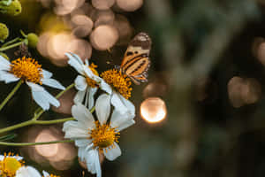 Sommerfugleæstetik billeder — MacBook Air M4 Wallpapers
