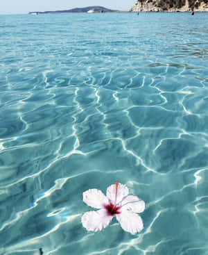 Sommerglæde Hibiscus — Sommer æstetik Wallpapers
