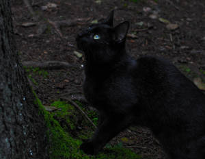 Sort æstetisk kat ved siden af træ — Cat Noir Wallpapers