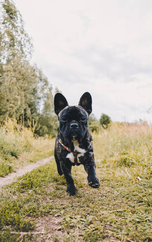 Sort fransk bulldog hvalp løbende baggrund — Galaxy Tab S10 Ultra Wallpapers