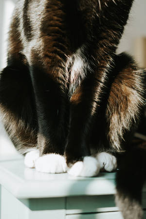 Sort kat med hvide poter — Sort kat Wallpapers