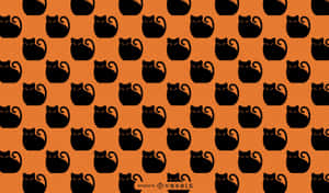 Billeder af sorte katte — Cat Noir Wallpapers