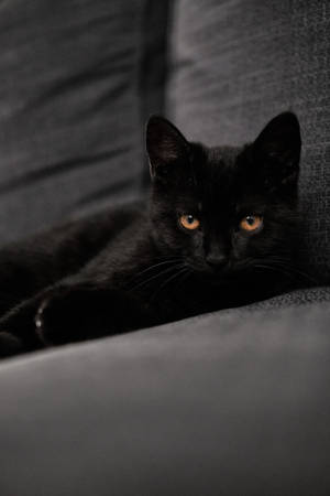 Sort killing på sofa — Cat Noir Wallpapers