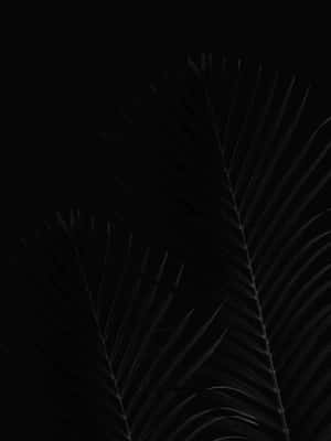 Pixel 3xl Oled baggrund — Sort Wallpapers