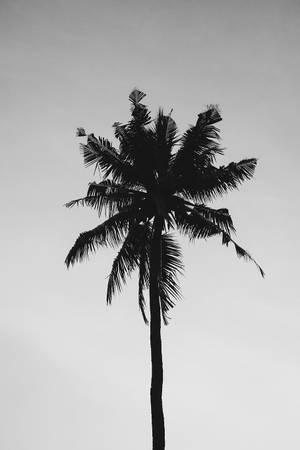 Sort og hvid ensom kokospalme — Sort og hvid æstetik GIF Wallpapers