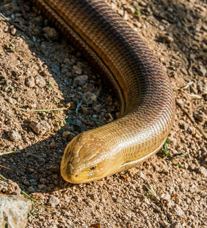 Spektakulær Han Glass Lizard på Tør Jord — Honor Magic V Flip 2 Wallpapers