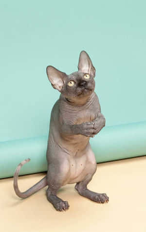 Sphynx kat står på to ben